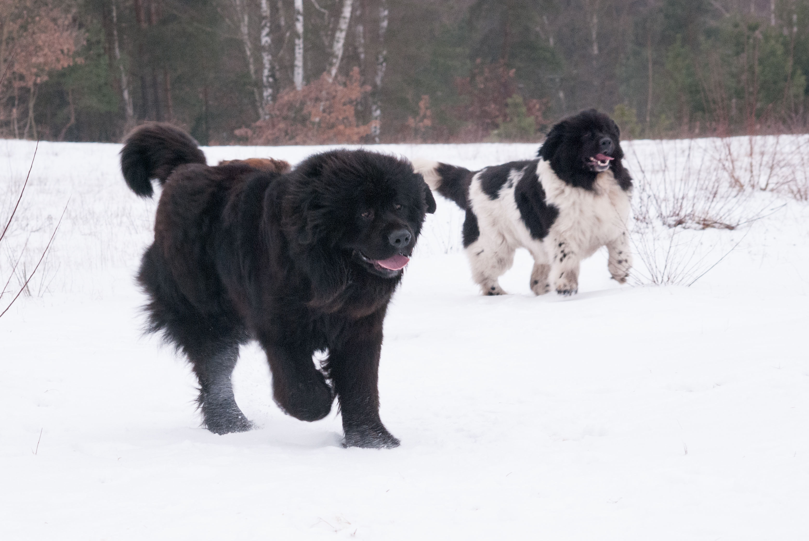 Bild(vereinsleben/bilder/Winter Bilder/2013-02-23 Zusammen (3).jpg) konnte nicht geladen werden